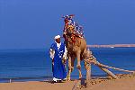 Kamel