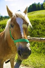 Reiten