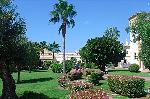 Palmen Andalusien