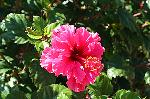 Blume