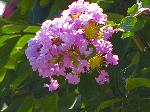 Blume