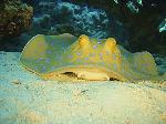 Unter Wasserwelt