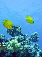 Fische