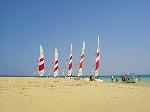 Segel am Strand