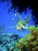 Bunte Fische unter Wasser