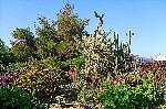 Blumen und Str�ucher
