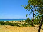Sand und B�ume