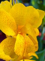 Blumen