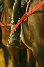 reiten