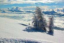 schneebedeckte B�ume