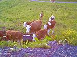 Milch K�he
