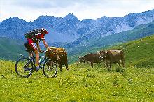 K�he und Biken