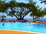 Grosser Baum am Pool