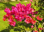 Blumen