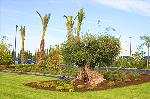 Oliven B�ume