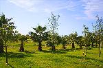 Palmen und B�ume