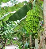 Bananen Stauten Club maldives
