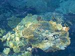 Sauberes Wasser Fische Malediven