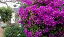 Blumen