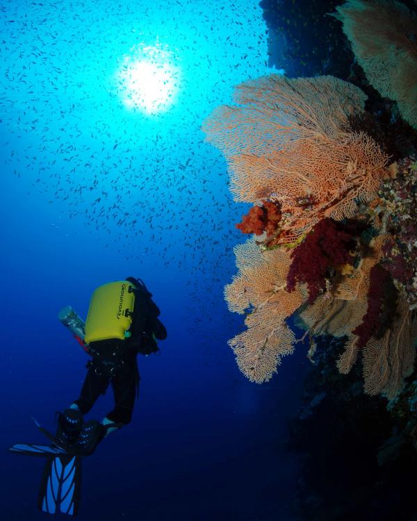 Fasziniernde Unterwasserwelt