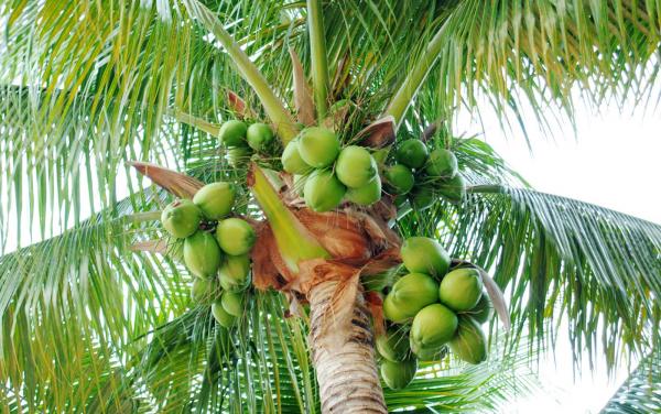 Palme Dominikanische Republick