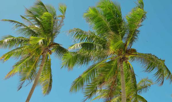 Liegen unter den Palmen