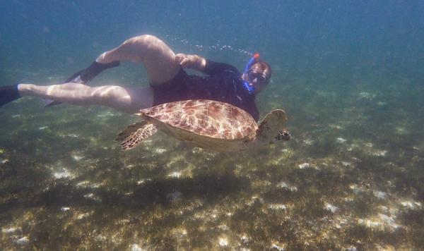 Tauchen mit der Schildkröte