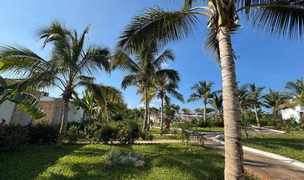 Mit Palmen bedeckter Club