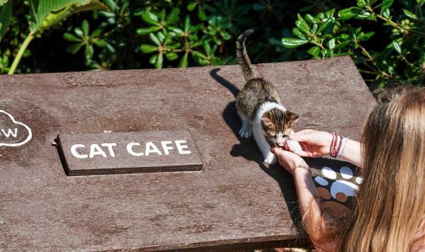 Katzencafe