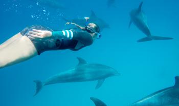 Mit Delfinen schwimmen