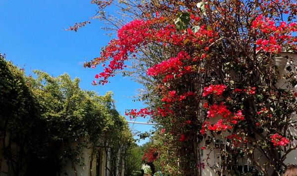 Blühende Bougainvillea