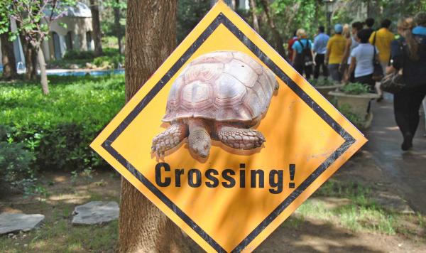 Schildkröten im Club