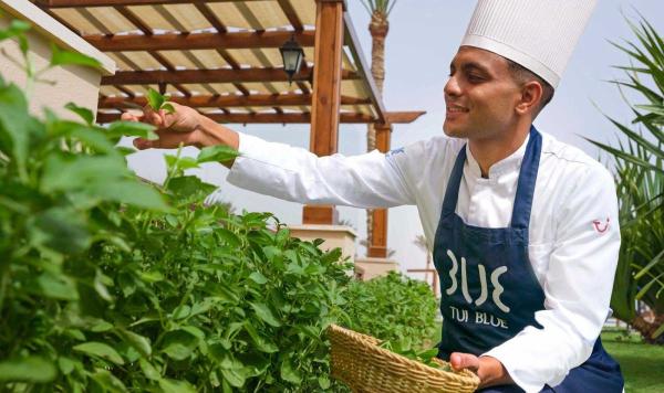 Frische Kräuter ernten