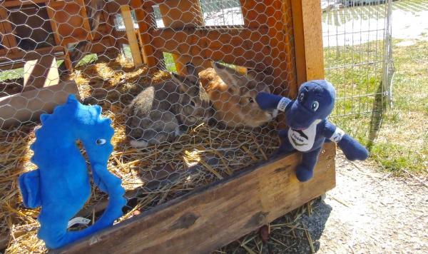 Cabalitto und Flosse