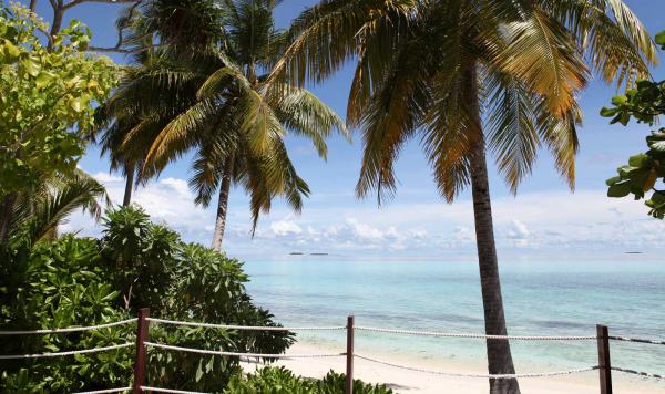 Ausblick zwischen Palmen