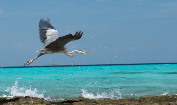 Tierwelt im Robinson Club Maldives