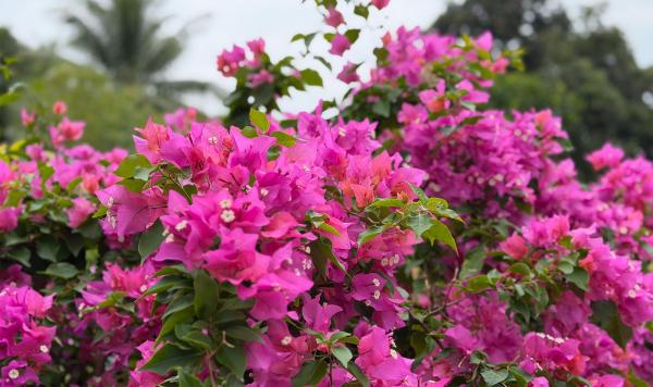 Bougainvillea