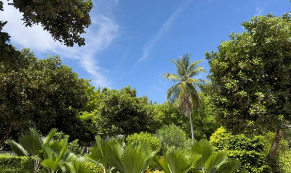 Grüne Pflanzen im Club