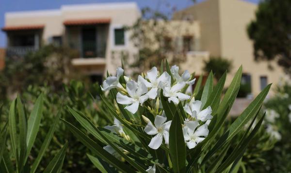 Blumen in Kreta