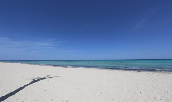 Schatten einer Palme