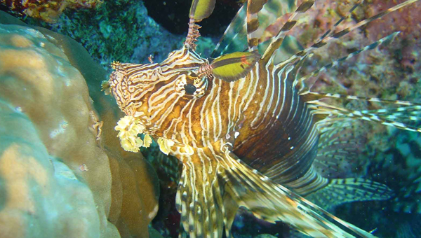 Exotischer Fisch