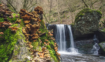 Bild aus der Region Taunus / Hunsrück